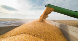 Occupants in Kherson region exert pressure on Ukrainian farmers for grain